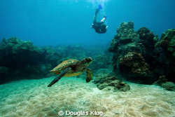 Tam and the Turtle 2010. A Green Sea Turtle visited by sn... by Douglas Klug 